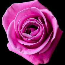 Load image into Gallery viewer, Soulmate Lavender Roses Wholesale - 48LongStems.com
