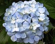 Standard Blue Hydrangeas - Wholesale - 48LongStems.com