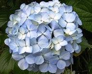 Load image into Gallery viewer, Standard Blue Hydrangeas - Wholesale - 48LongStems.com
