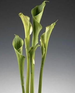 calla lily green flower Standard Green Calla Lilies