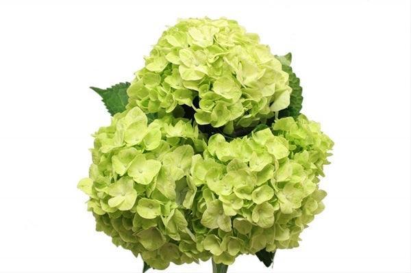 Standard Green Hydrangeas - Wholesale - 48LongStems.com
