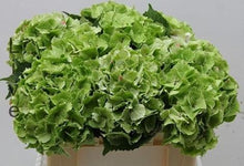 Load image into Gallery viewer, Standard Green Hydrangeas - Wholesale - 48LongStems.com

