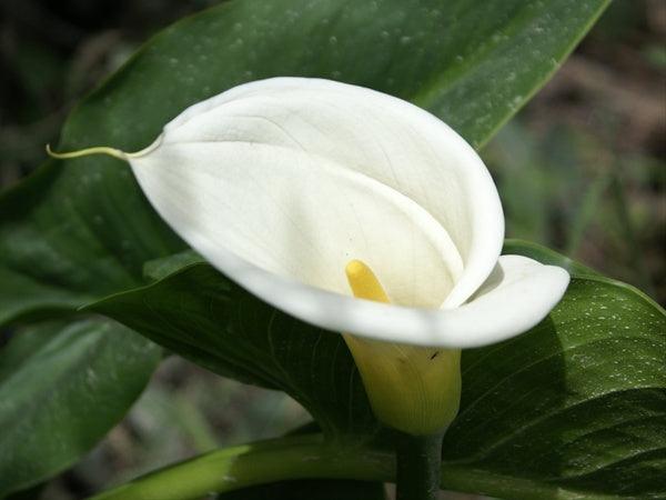 white calla lilies for sale Wholesale Standard White Calla Lilies