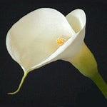 white calla lilies bulk Wholesale Standard White Calla Lilies