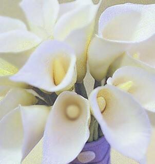 white calla lilies wholesale Standard White Calla Lilies
