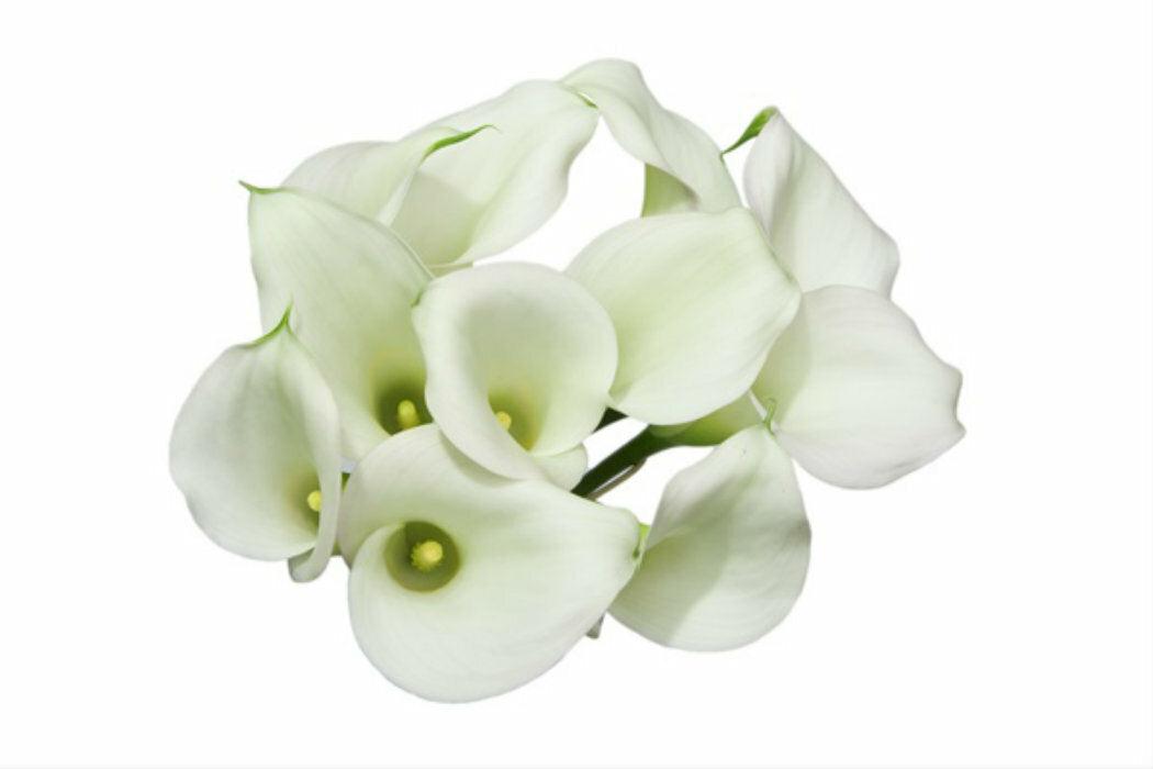 Standard White Calla Lilies - Wholesale - 48LongStems.com
