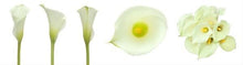 Load image into Gallery viewer, Standard White Calla Lilies - Wholesale - 48LongStems.com
