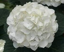 Load image into Gallery viewer, Standard White Hydrangeas - Wholesale - 48LongStems.com
