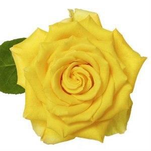 Stardust Yellow Roses Wholesale - 48LongStems.com