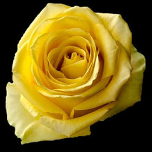 Load image into Gallery viewer, Stardust Yellow Roses Wholesale - 48LongStems.com
