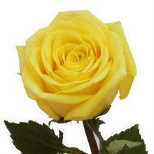 Load image into Gallery viewer, Stardust Yellow Roses Wholesale - 48LongStems.com
