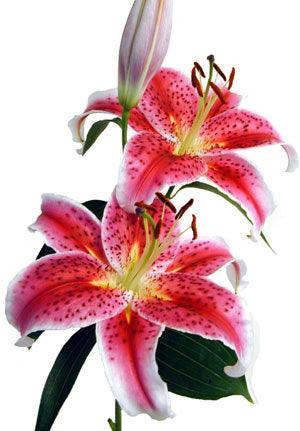 Stargazer Oriental Lily - 48LongStems.com