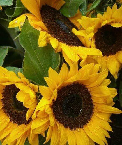 Sunflowers Medium - Wholesale - 48LongStems.com