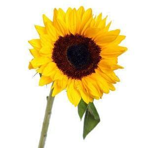 Sunflowers Mini - Wholesale - 48LongStems.com