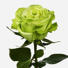 Load image into Gallery viewer, Super Green Roses Wholesale - 48LongStems.com
