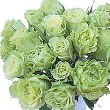Load image into Gallery viewer, Super Green Roses Wholesale - 48LongStems.com
