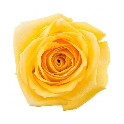 Super Sun Yellow Roses Wholesale - 48LongStems.com