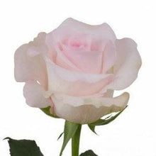 Load image into Gallery viewer, Sweet Akito Pink Roses Wholesale - 48LongStems.com
