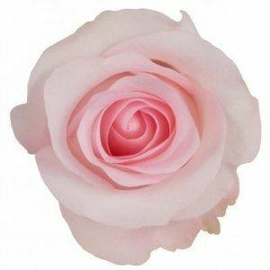 Sweet Akito Pink Roses Wholesale - 48LongStems.com