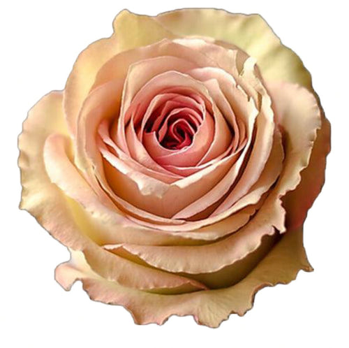 Sweet Elegance Pink Roses Wholesale - 48LongStems.com