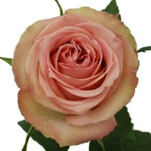 Load image into Gallery viewer, Sweet Elegance Pink Roses Wholesale - 48LongStems.com
