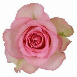 Sweet Unique Pink Roses Wholesale - 48LongStems.com