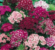 Load image into Gallery viewer, Sweet William Dianthus - Wholesale - 48LongStems.com
