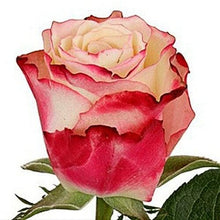 Load image into Gallery viewer, Sweetness Bi-Color Pink Roses Wholesale - 48LongStems.com
