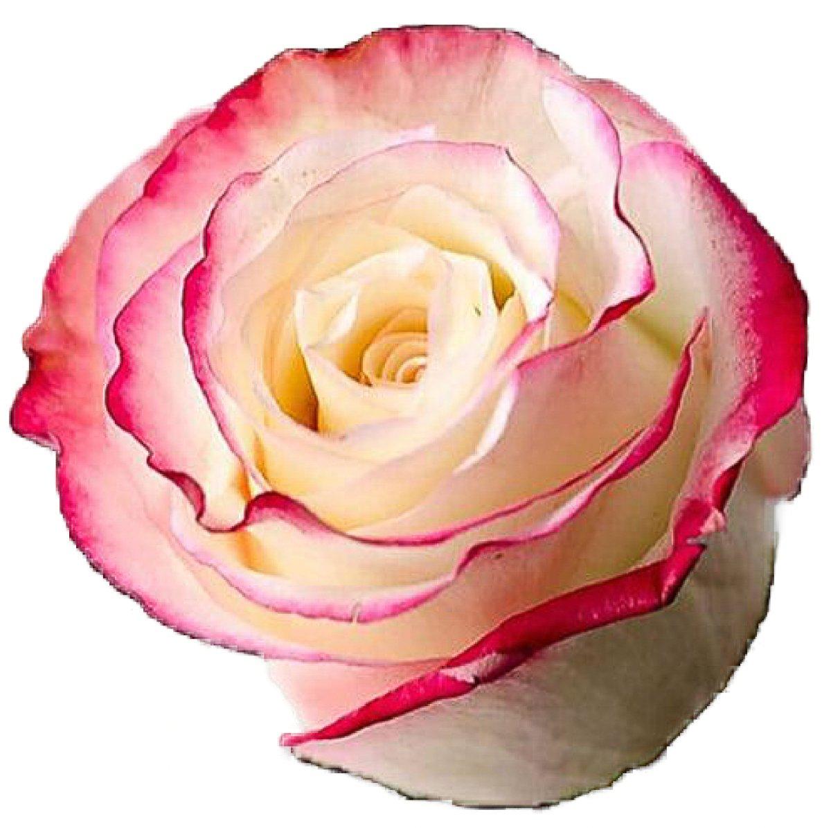 Sweetness Bi-Color Pink Roses | Pink wholesale Roses – 48LongStems.com