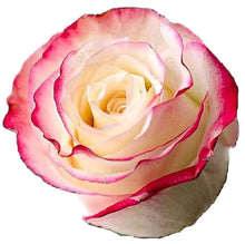 Load image into Gallery viewer, Sweetness Bi-Color Pink Roses Wholesale - 48LongStems.com
