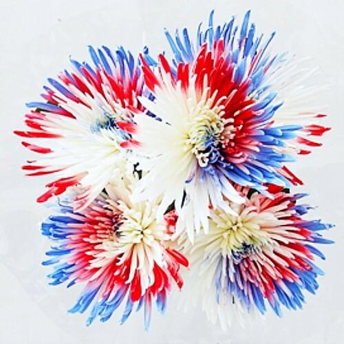 Swirl Red, White and Blue Painted Spider Mums - 48LongStems.com