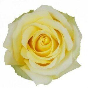 Tara Yellow Roses Wholesale - 48LongStems.com