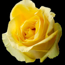 Load image into Gallery viewer, Tara Yellow Roses Wholesale - 48LongStems.com
