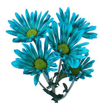 Teal Blue Tinted Daisies - Wholesale - 48LongStems.com