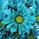 Load image into Gallery viewer, Teal Blue Tinted Daisies - Wholesale - 48LongStems.com
