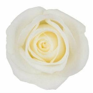 Tibet White Roses Wholesale - 48LongStems.com