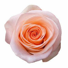Load image into Gallery viewer, Tiffany Peach Roses Wholesale - 48LongStems.com

