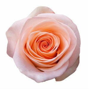 Tiffany Peach Roses Wholesale - 48LongStems.com