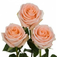Load image into Gallery viewer, Tiffany Peach Roses Wholesale - 48LongStems.com

