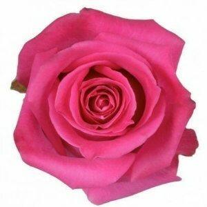 Topaz Pink Roses Wholesale - 48LongStems.com