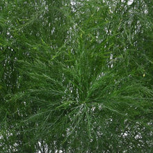 Load image into Gallery viewer, Tree Fern Greenery - Wholesale - 48LongStems.com
