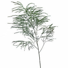 Load image into Gallery viewer, Tree Fern Greenery - Wholesale - 48LongStems.com
