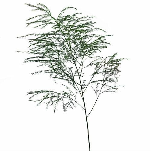 Tree Fern Greenery - Wholesale - 48LongStems.com