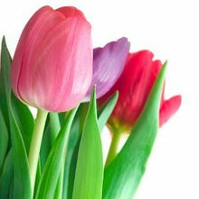 Load image into Gallery viewer, Tulips, Assorted Colors - Wholesale - 48LongStems.com
