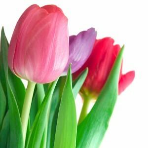 Tulips, Assorted Colors - Wholesale - 48LongStems.com