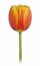 Load image into Gallery viewer, Tulips, Bi-Color Yellow and Orange - Wholesale - 48LongStems.com
