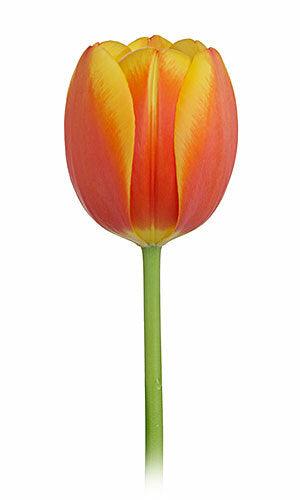Tulips, Bi-Color Yellow and Orange - Wholesale - 48LongStems.com