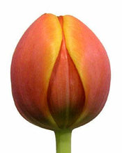 Load image into Gallery viewer, Tulips, Bi-Color Yellow and Orange - Wholesale - 48LongStems.com
