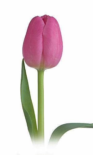 Tulips, Dark Pink - Wholesale - 48LongStems.com