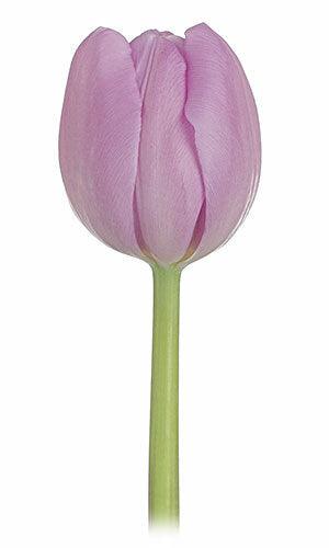 Tulips, Lavender - Wholesale - 48LongStems.com